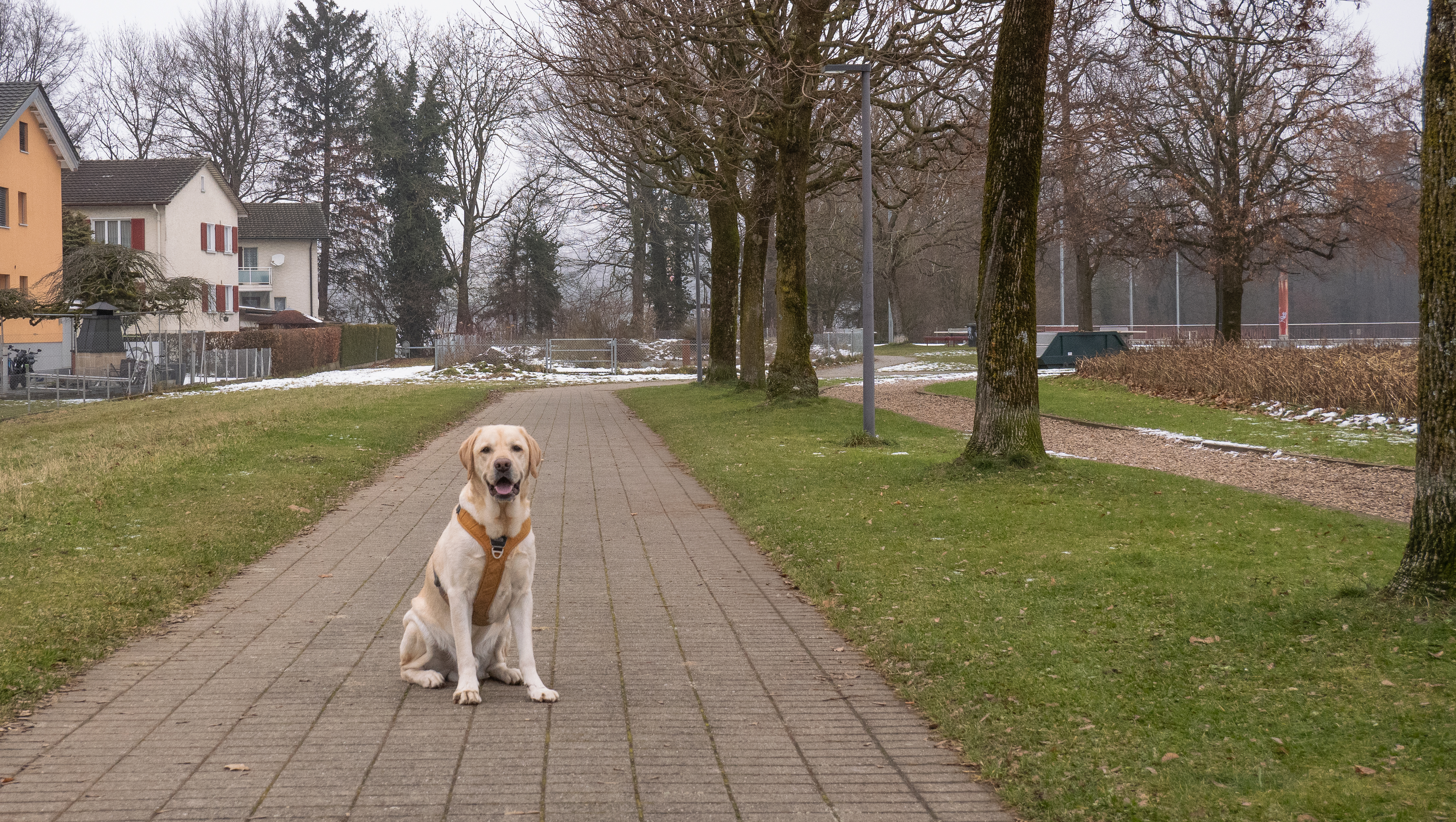 Miro auf dem Weg